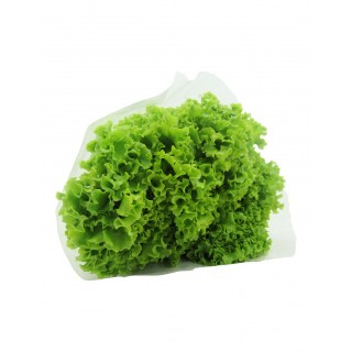 LECHUGA CRESPA