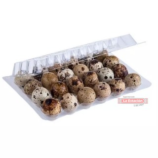 HUEVO DE CODORNIZ DISPLAY X...